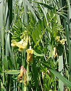 Vicia ciliatula