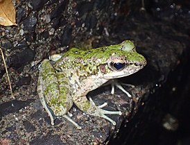 Odorrana amamiensis