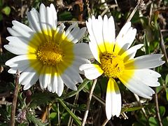 Chrysanthème couronné