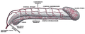 Diagrama arterelor penisului .