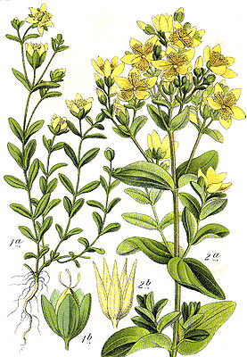 Tiaknang: Hypericum humifusum (lachts) an Hypericum tetrapterum (rochts)