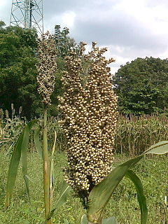 Sorghum