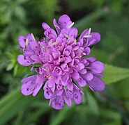 Knautia dipsacifolia