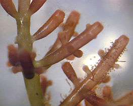 Laurencia, genus marin alga merah dari Hawaii.
