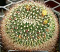 Mammillaria petrophila ssp. baxteriana