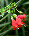 Mitraria coccinea