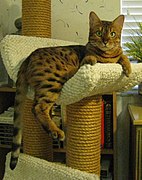 Un Bengal dans un arbre à chat.