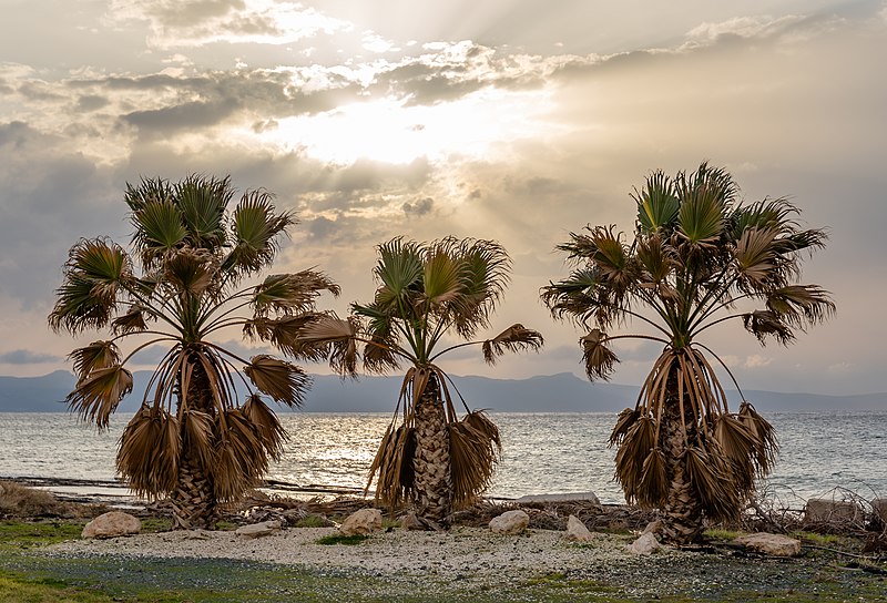 File:Three palm trees during the sunset, Ayia Marina Chrysochous, Paphos District, Cyprus 02.jpg