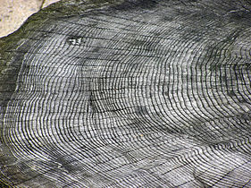 Anneaux de croissance de l’arbre