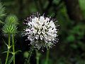 Dipsacus pilosus