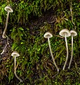 Mycena amicta