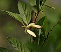 Άνθος και φύλλα γλυκόμηλου (Annona squamosa) στο Χαϊντεραμπάντ (Ινδία).