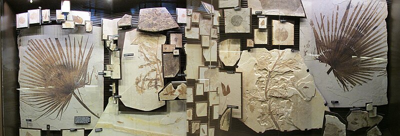 File:Fossil Exhibit (Fossil Butte NM).jpg