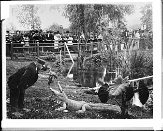 A uniformed man feeding an alligator at an alligator farm