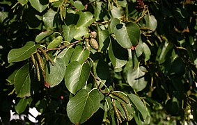 Folhagem de Alnus cordata.