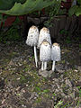 Lawyer's wig growing under­neath some rhubarb in my garden.