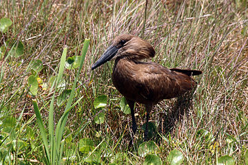 In die ruie iSimangaliso-vleiland, KwaZulu-Natal