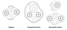 Spermatozoa of various Trepaxonemata (transverse sections, transmission electron microscopy)