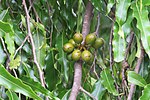 Polyalthia longifolia