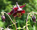 Śamna akelaja (Aquilegia atrata)