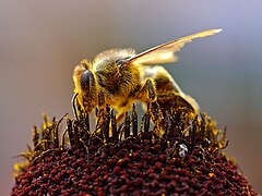 Pollinating Bee