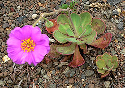 Isosailio (Calandrinia grandiflora)