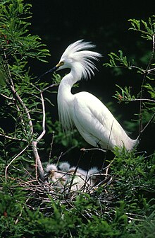 Egretta thula1.jpg