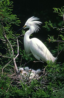 Snieginis garnys (''Egretta thula)