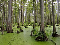 Taxodium distichum (Moerascipres), in natuurlijke omgeving