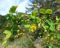 Mahonia fremontii