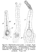 Marchantia polymorpha: archegonium