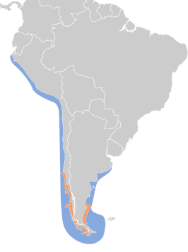 Chileense grote jager