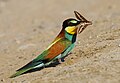 Merops apiaster (cat.)