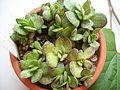 Adromischus caryophyllaceus