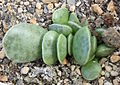 Adromischus schuldtianus