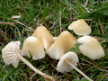 Mycena flavoalba