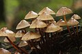 Mycena inclinata