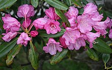 Photo couleur, gros plan de fleurs de couleur fuchsia et de feuilles vertes.