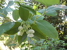 Zenobia pulverulenta