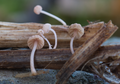 Mycena tubarioides