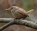 Eurasian wren