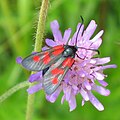 Zygaena viciae Kleine sint-jansvlinder