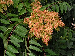 A bálványfa (Ailanthus altissima) terméses hajtása