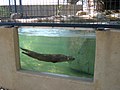 River otter