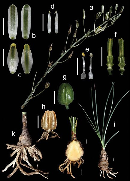 File:Albuca caudata table.jpg