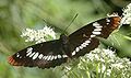 Limenitis lorquini