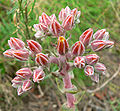 Dudleya palmeri