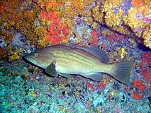 Epinephelus costae