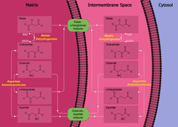 "Diagram Illustrating the Malate-Aspartate Shuttle Pathway". (Glutamate aspartate transporter labeled at bottom center.)