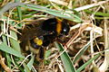 Bombus terrestris